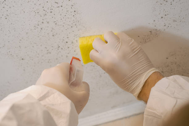 Biohazard Mold Removal in Heath, TX
