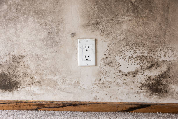 Best Crawl Space Mold Remediation  in Heath, TX